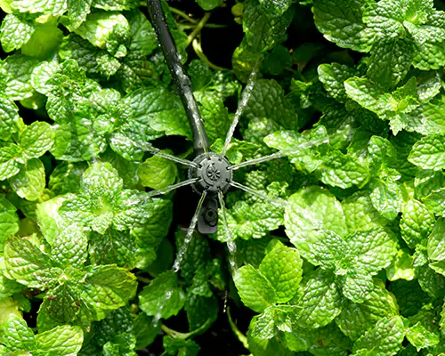 الري بالرش الصغير: الدخول في حقبة جديدة من الري الفعال الموفر للمياه