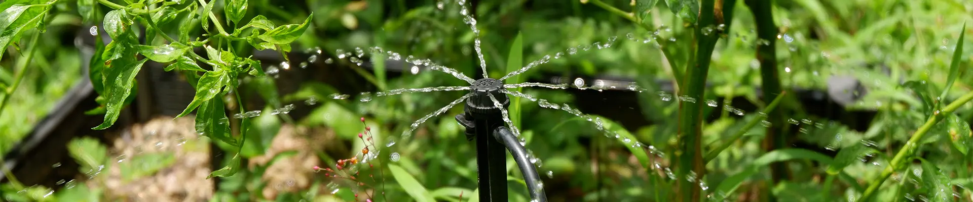 الري بالتنقيط