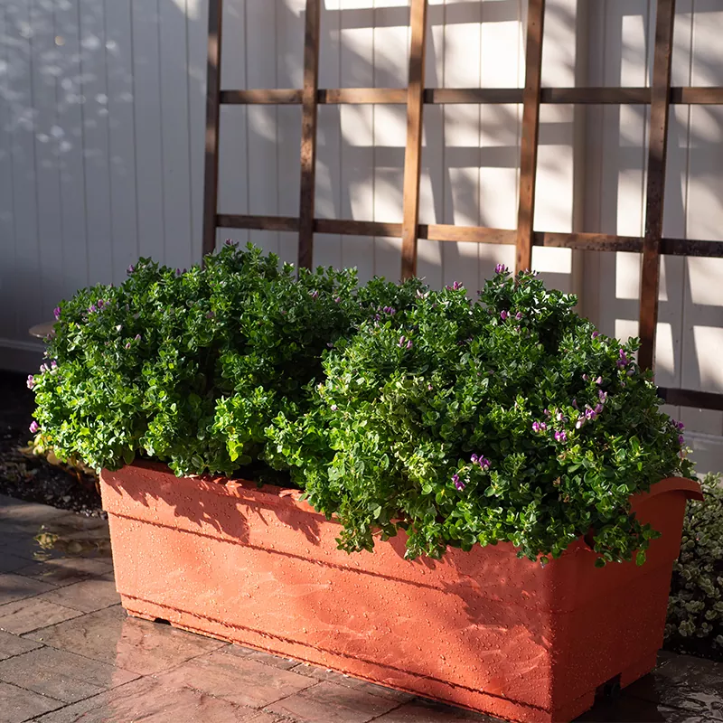 مسوي سقي ذاتي 30 لتر