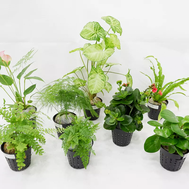 مادة PP زارع داخلي 3 بوصة